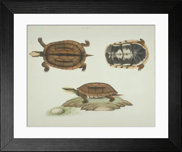 Framed Print : LS Plate 102 from the John Reeves Collection (Zoology) Framed Print : LS Plate 102 from the John Reeves Collection (Zoology)