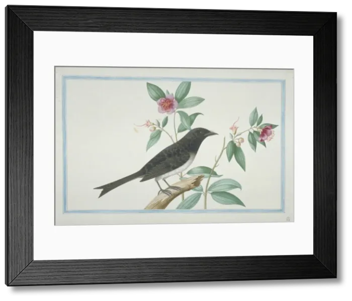 Framed Print : Dicrurus caerulescens, white-bellied drongo Framed Print : Dicrurus caerulescens, white-bellied drongo