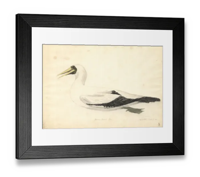 Framed Print : Sula dactylatra, masked booby Framed Print : Sula dactylatra, masked booby