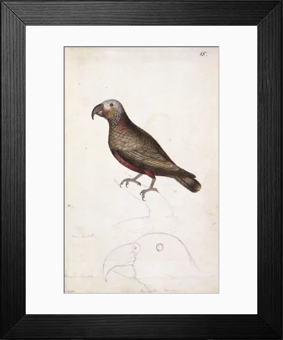 Framed Print : Nestor meridionalis, kaka Framed Print : Nestor meridionalis, kaka