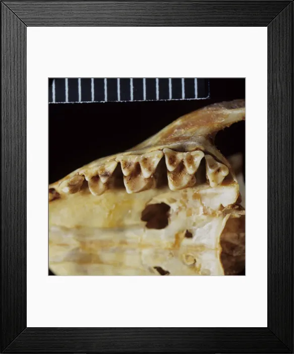Framed Print : Tupaia glis, common tree shrew teeth Framed Print : Tupaia glis, common tree shrew teeth