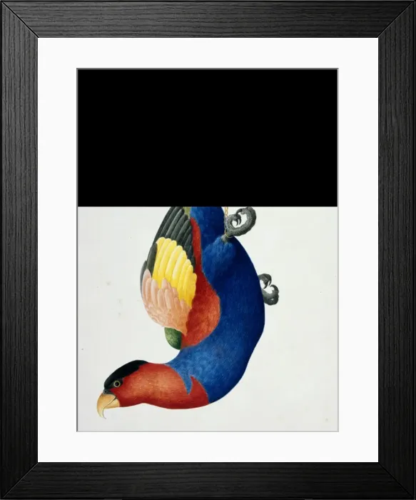 Framed Print : Lorius lory, black-capped lory Framed Print : Lorius lory, black-capped lory