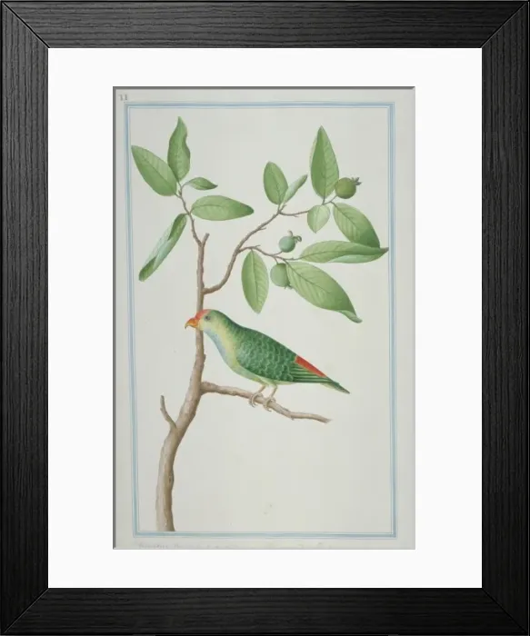Framed Print : Psittaculirostris sp. fig parrot Framed Print : Psittaculirostris sp. fig parrot