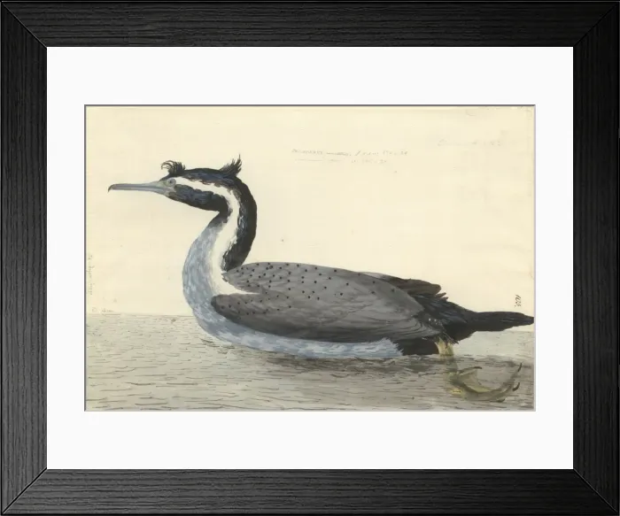 Framed Print : Phalacrocorax punctatus, spotted shag Framed Print : Phalacrocorax punctatus, spotted shag