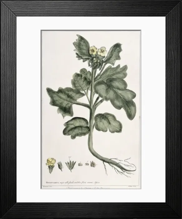 Framed Print : Hyoscyamus niger, henbane Framed Print : Hyoscyamus niger, henbane