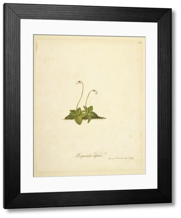 Framed Print : Pinguicula antarctica, butterwort Framed Print : Pinguicula antarctica, butterwort
