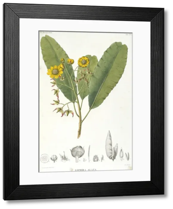 Framed Print : Lophira alata, ekki Framed Print : Lophira alata, ekki