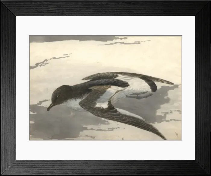 Framed Print : Thalassoica antarctica, Antarctic petrel Framed Print : Thalassoica antarctica, Antarctic petrel