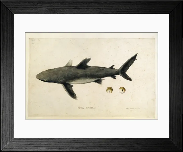 Framed Print : Carcharhinus sp Framed Print : Carcharhinus sp