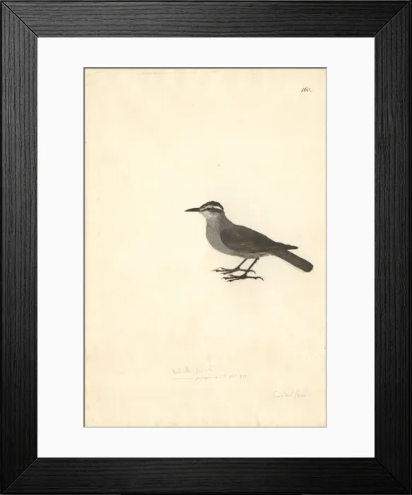Framed Print : Cinclodes patagonicus, dark-bellied cinclodes Framed Print : Cinclodes patagonicus, dark-bellied cinclodes