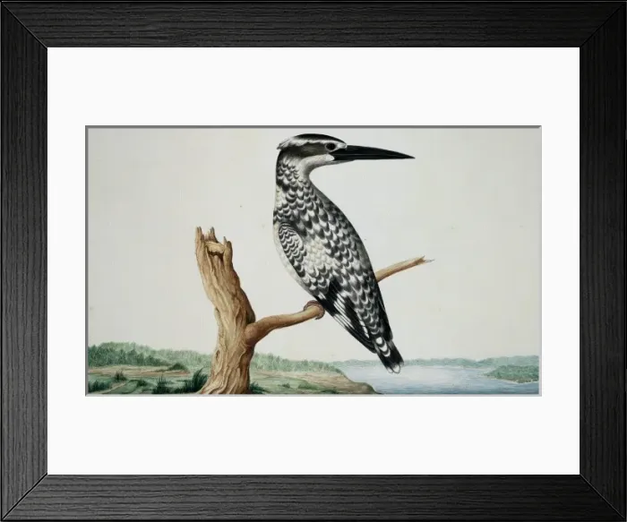 Framed Print : Ceryle rudis, pied kingfisher Framed Print : Ceryle rudis, pied kingfisher