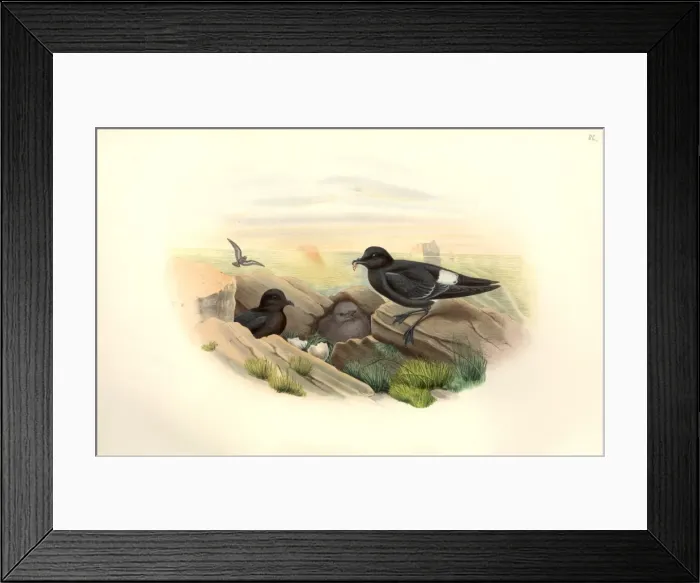 Framed Print : Hydrobates pelagicus, European storm petrel Framed Print : Hydrobates pelagicus, European storm petrel