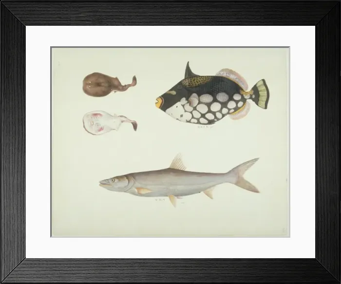 Framed Print : Balistoides conspicillum, clown triggerfish Framed Print : Balistoides conspicillum, clown triggerfish