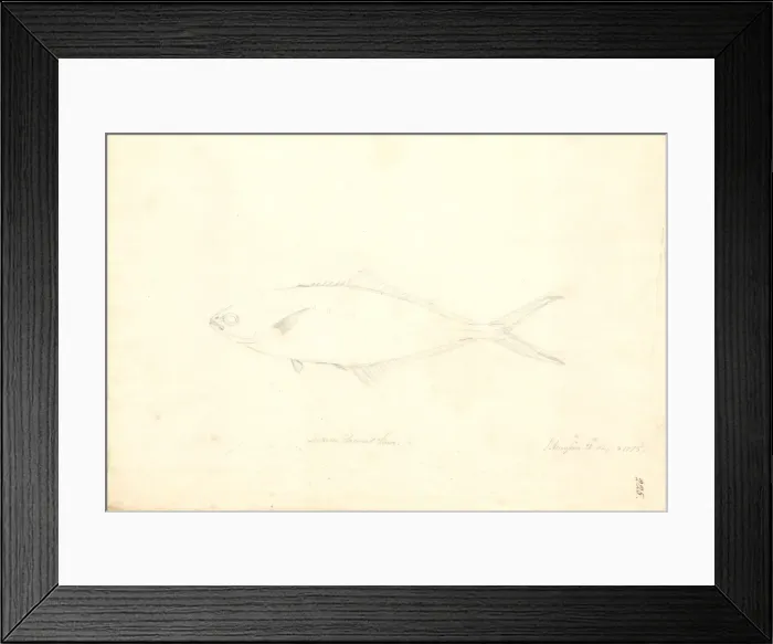 Framed Print : Trachinotus ovatus, derbio Framed Print : Trachinotus ovatus, derbio
