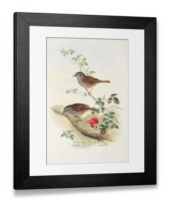 Framed Print : Prunella modularis, dunnock Framed Print : Prunella modularis, dunnock