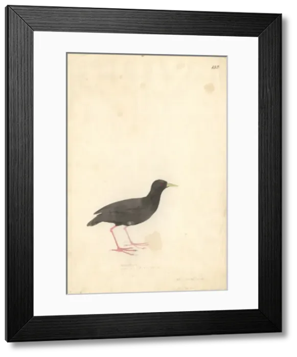 Framed Print : Amaurornis flavirostra, black crake Framed Print : Amaurornis flavirostra, black crake