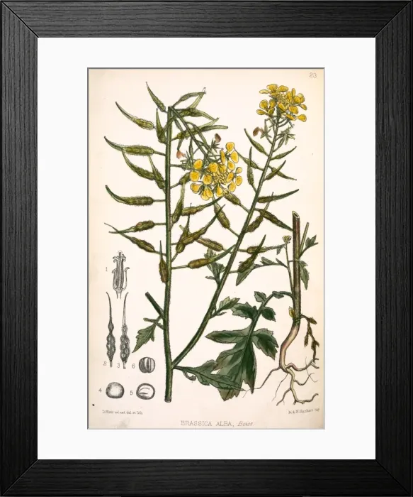 Framed Print : Brassica alba, white mustard Framed Print : Brassica alba, white mustard