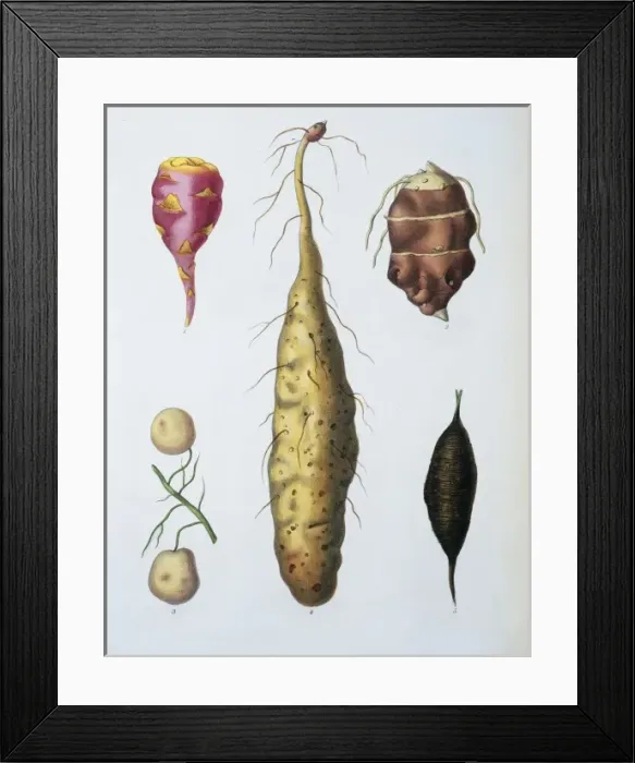 Framed Print : Vegetables Framed Print : Vegetables