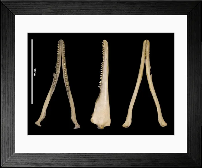 Framed Print : Sousa teuszii, Atlantic Hump-backed Dolphin Framed Print : Sousa teuszii, Atlantic Hump-backed Dolphin