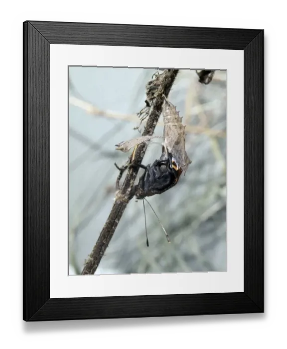 Framed Print : Inachis io, peacock butterfly, emerging from its pupa Framed Print : Inachis io, peacock butterfly, emerging from its pupa