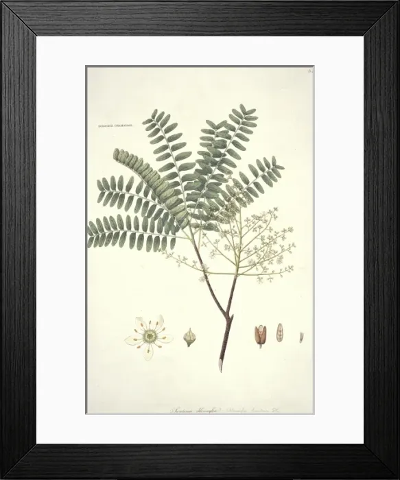 Framed Print : Swietenia chloroxylon, mahogany Framed Print : Swietenia chloroxylon, mahogany