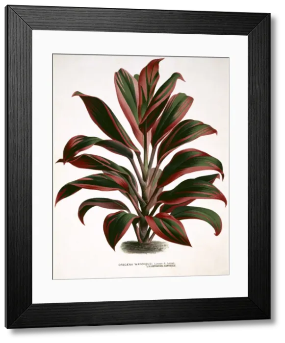 Framed Print : Dracaena warocquei, cordyline Framed Print : Dracaena warocquei, cordyline