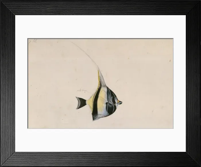 Framed Print : Zanclus cornutus, moorish idol Framed Print : Zanclus cornutus, moorish idol