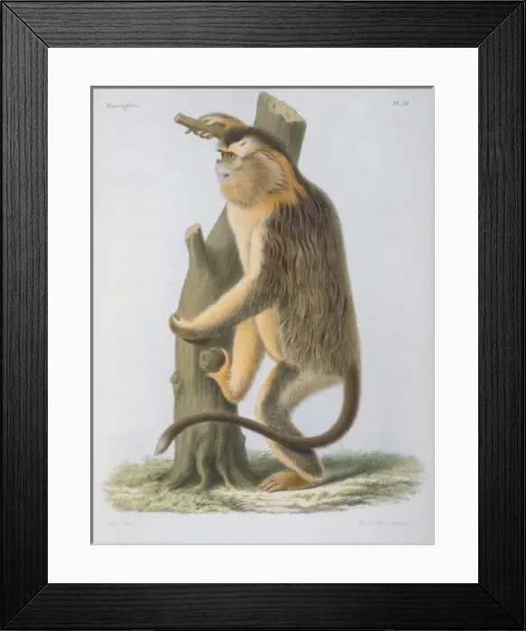 Framed Print : Rhinopithecus roxellanae, snub-nosed monkey Framed Print : Rhinopithecus roxellanae, snub-nosed monkey