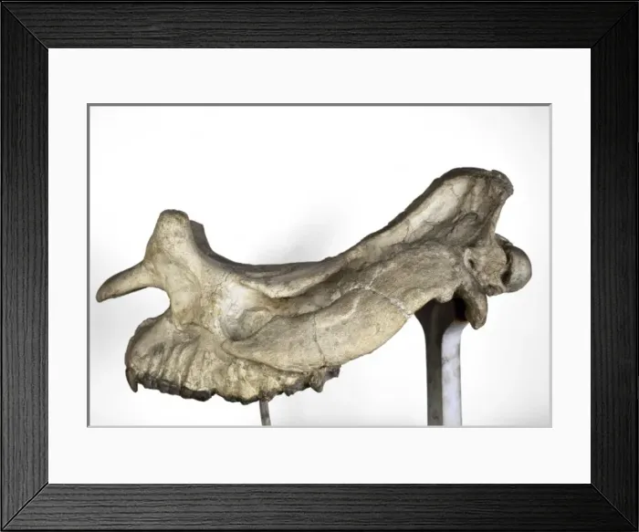 Framed Print : Brontotherium skull Framed Print : Brontotherium skull