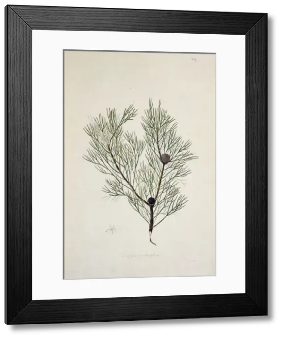 Framed Print : Isopogon anethifolius, narrow leaf drumstick Framed Print : Isopogon anethifolius, narrow leaf drumstick