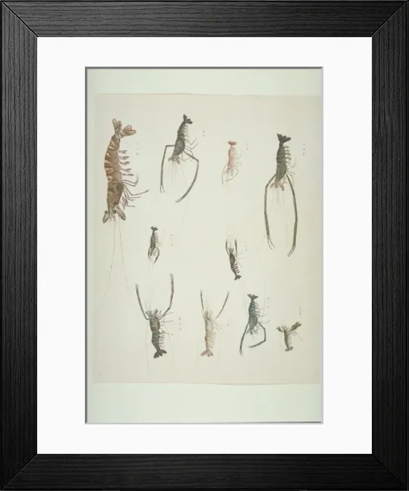Framed Print : LS Plate 90 from the John Reeves Collection Framed Print : LS Plate 90 from the John Reeves Collection