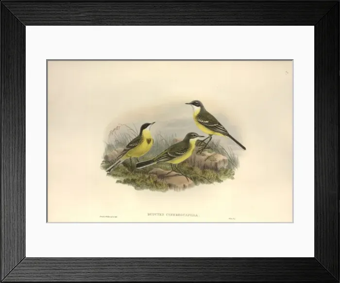 Framed Print : Motacilla flava cinereocapilla, yellow wagtail Framed Print : Motacilla flava cinereocapilla, yellow wagtail