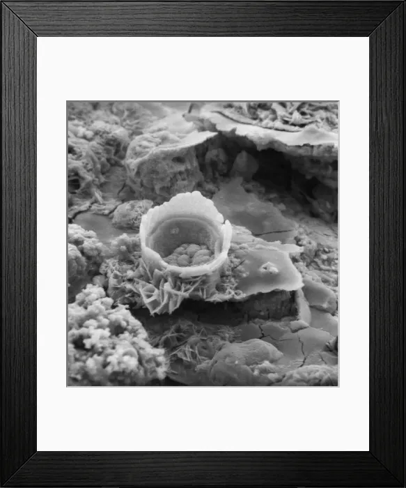 Framed Print : Rusty screw Framed Print : Rusty screw