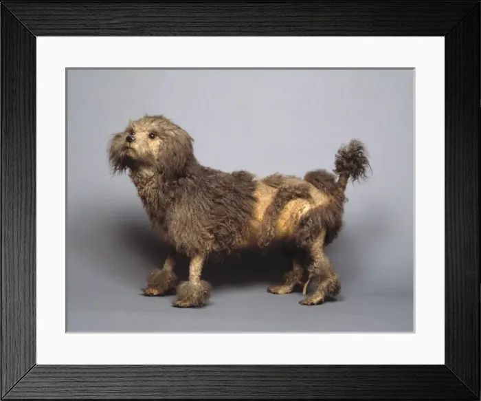 Framed Print : Canis lupus familiaris, dog Framed Print : Canis lupus familiaris, dog