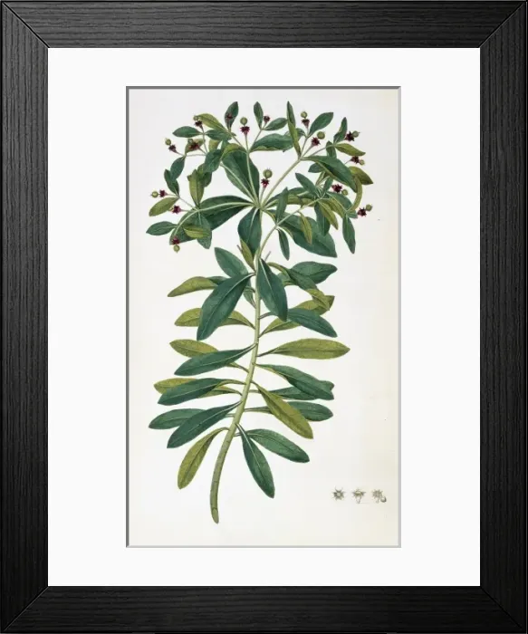 Framed Print : Euphorbia glauca, sea spurge Framed Print : Euphorbia glauca, sea spurge