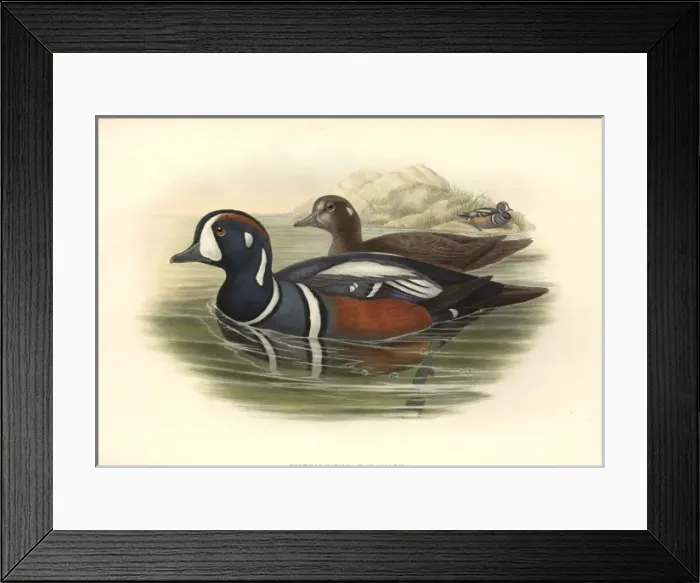 Framed Print : Histrionicus histrionicus, harlequin duck Framed Print : Histrionicus histrionicus, harlequin duck