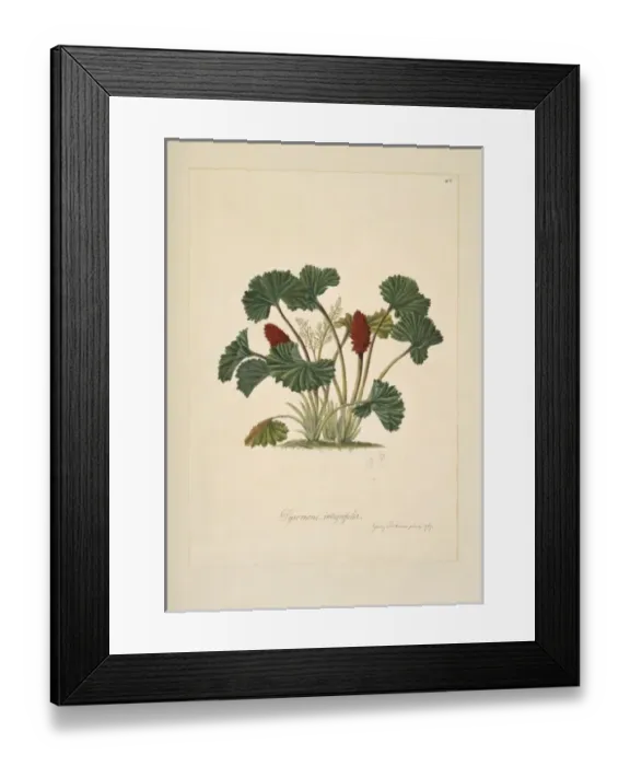 Framed Print : Gunnera magellanica, gunnera Framed Print : Gunnera magellanica, gunnera