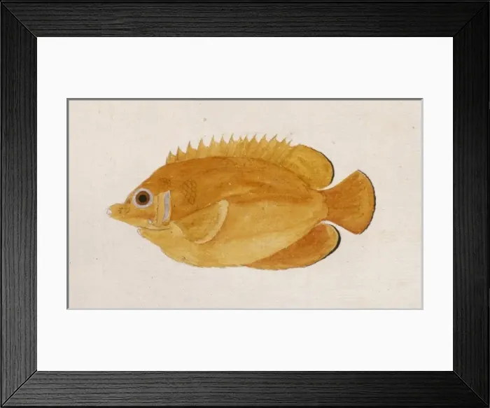 Framed Print : Centropyge flavissimus. lemonpeel angelfish Framed Print : Centropyge flavissimus. lemonpeel angelfish
