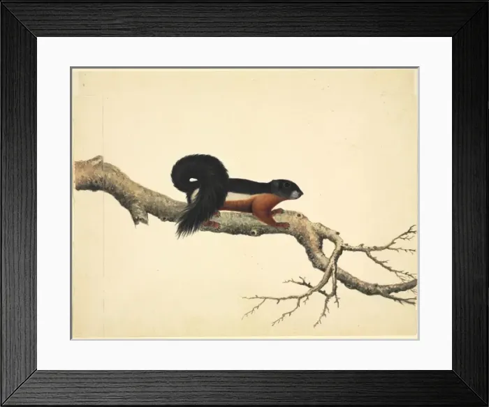 Framed Print : Plate 79 of the Reeves Collection (Zoology) Framed Print : Plate 79 of the Reeves Collection (Zoology)