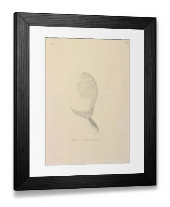 Framed Print : Artucarpus altitis Framed Print : Artucarpus altitis