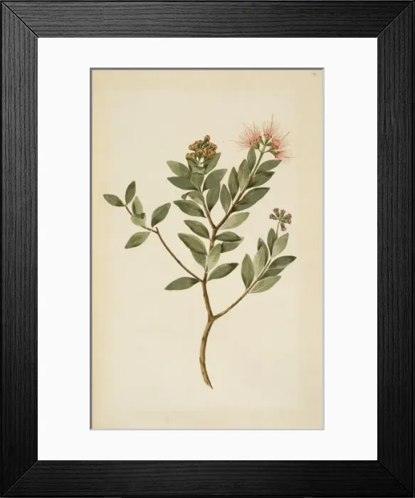 Framed Print : Metrosideros fulgens, scarlet rata Framed Print : Metrosideros fulgens, scarlet rata