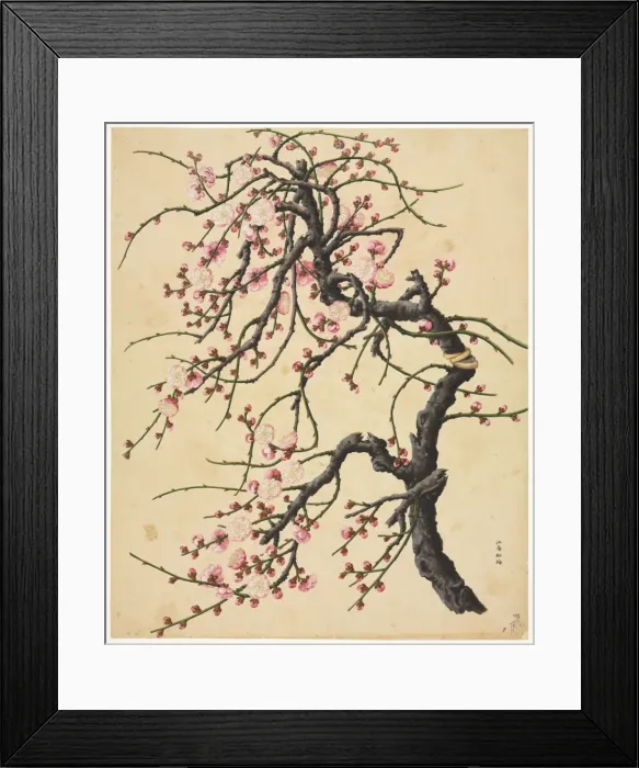 Framed Print : Prunus cv. hybrid tree Framed Print : Prunus cv. hybrid tree