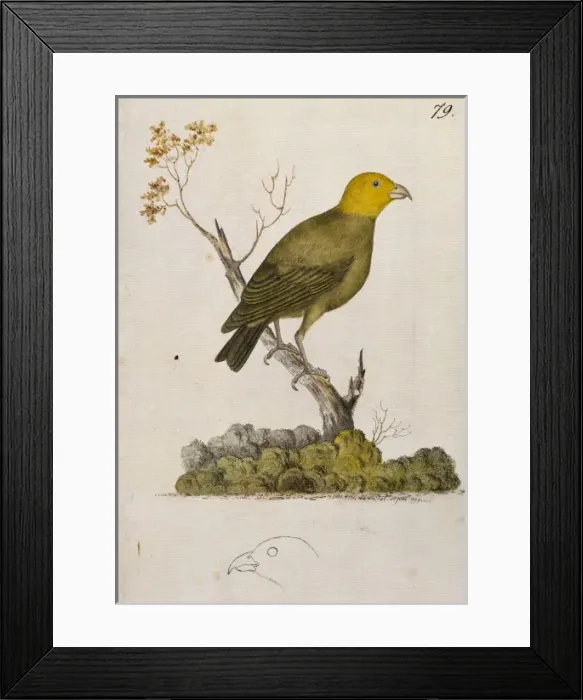 Framed Print : Psittirostra psittacea, o u Framed Print : Psittirostra psittacea, o u