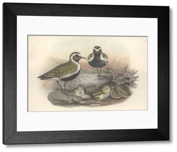 Framed Print : Pluvialis apricaria, Eurasian golden plover Framed Print : Pluvialis apricaria, Eurasian golden plover
