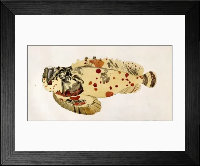 Framed Print : Synanceja verrucosa, poison stonefish Framed Print : Synanceja verrucosa, poison stonefish