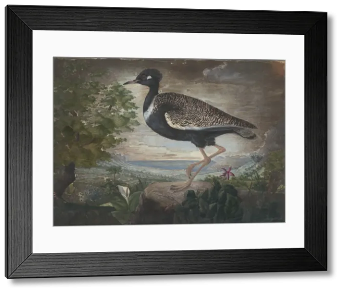 Framed Print : Afrotis afra, black bustard Framed Print : Afrotis afra, black bustard