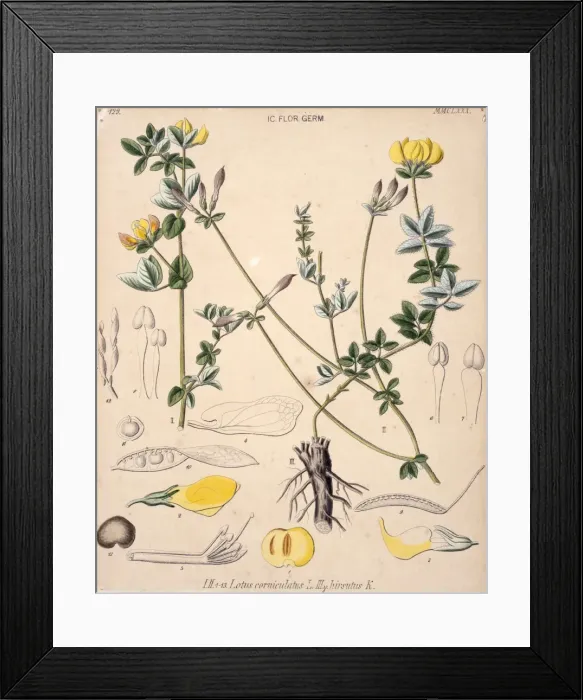 Framed Print : Lotus corniculatus, birds foot trefoil Framed Print : Lotus corniculatus, birds foot trefoil