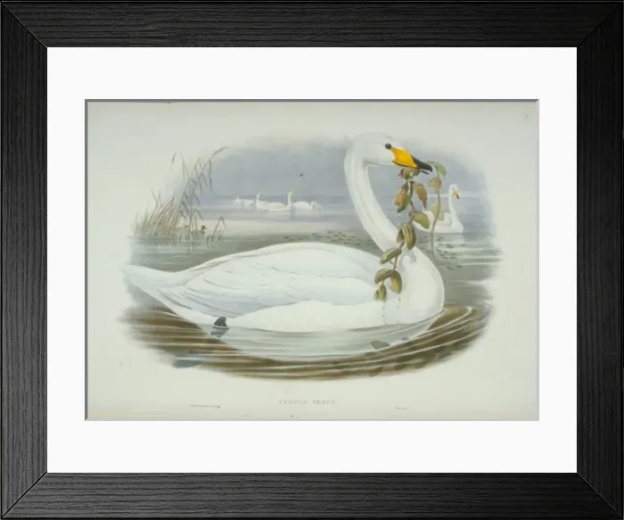 Framed Print : Cygnus cygnus, whooper swan