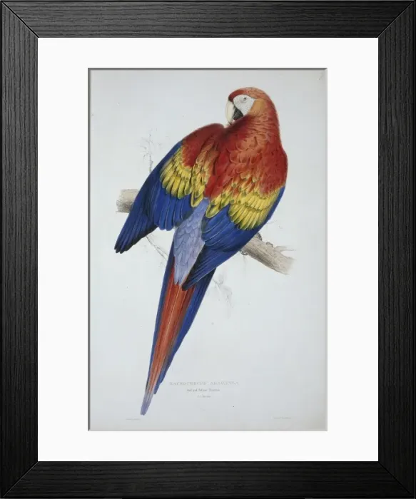 Framed Print : Ara macao, scarlet macaw Framed Print : Ara macao, scarlet macaw
