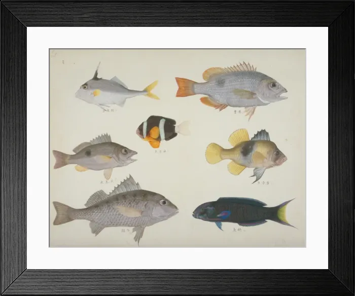 Framed Print : Plate 114 from the John Reeves Collection